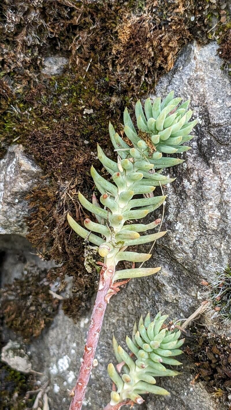 Petrosedum ochroleucum flower