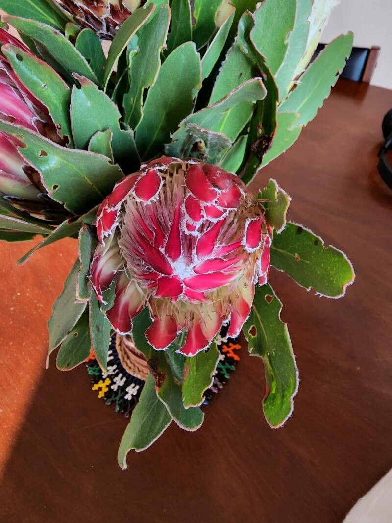 Protea obtusifolia flower