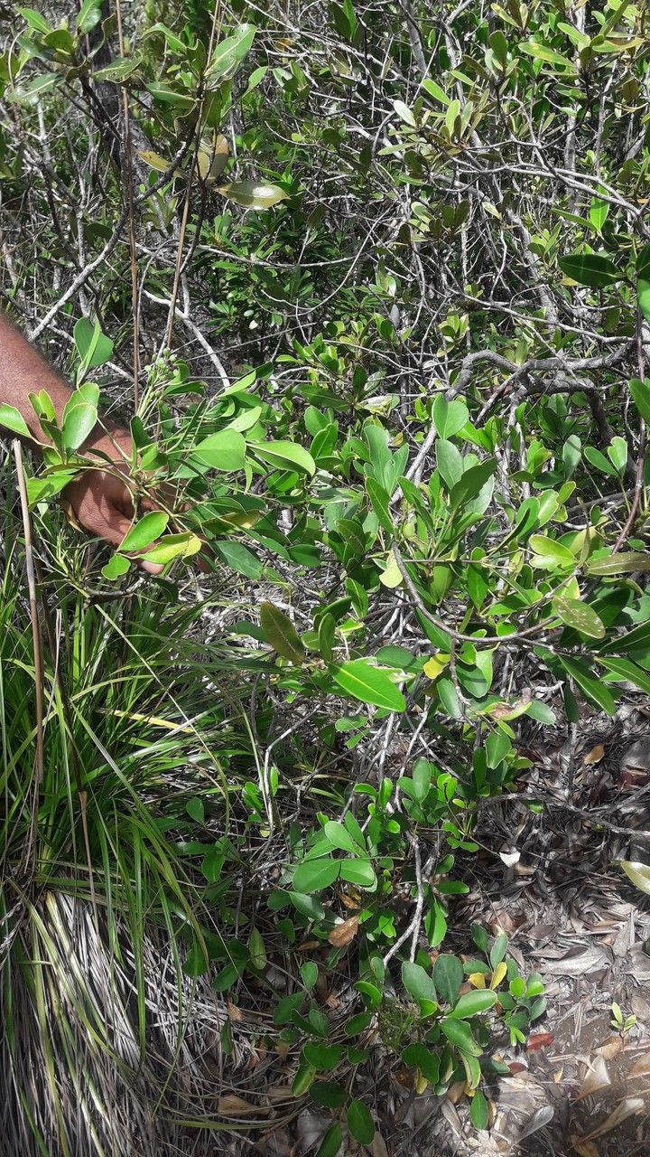 Polyscias dioica habit
