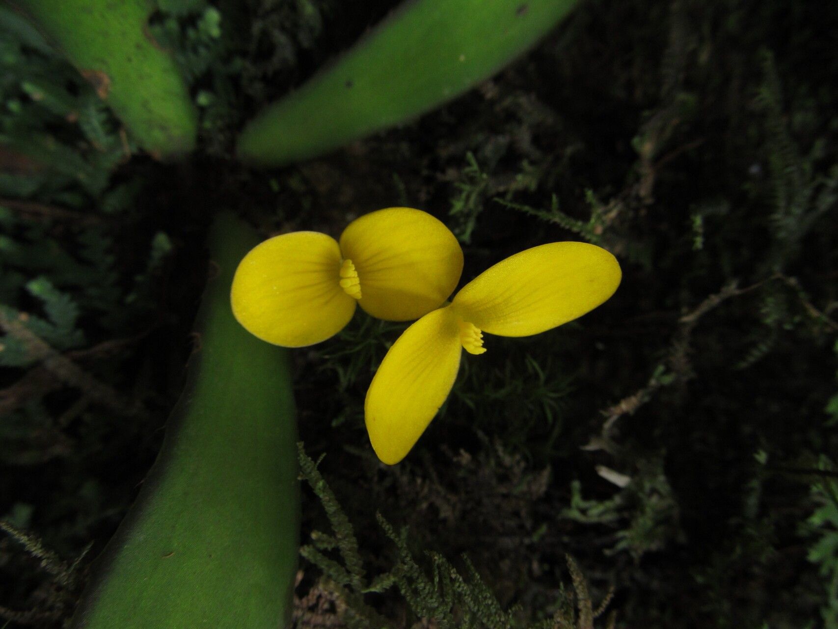 Begonia scutifolia flower