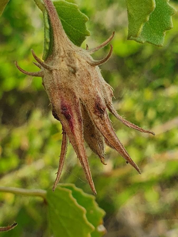 Hibiscus sparsiaculeatus fruit