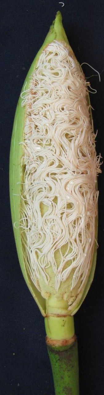 Carludovica rotundifolia fruit