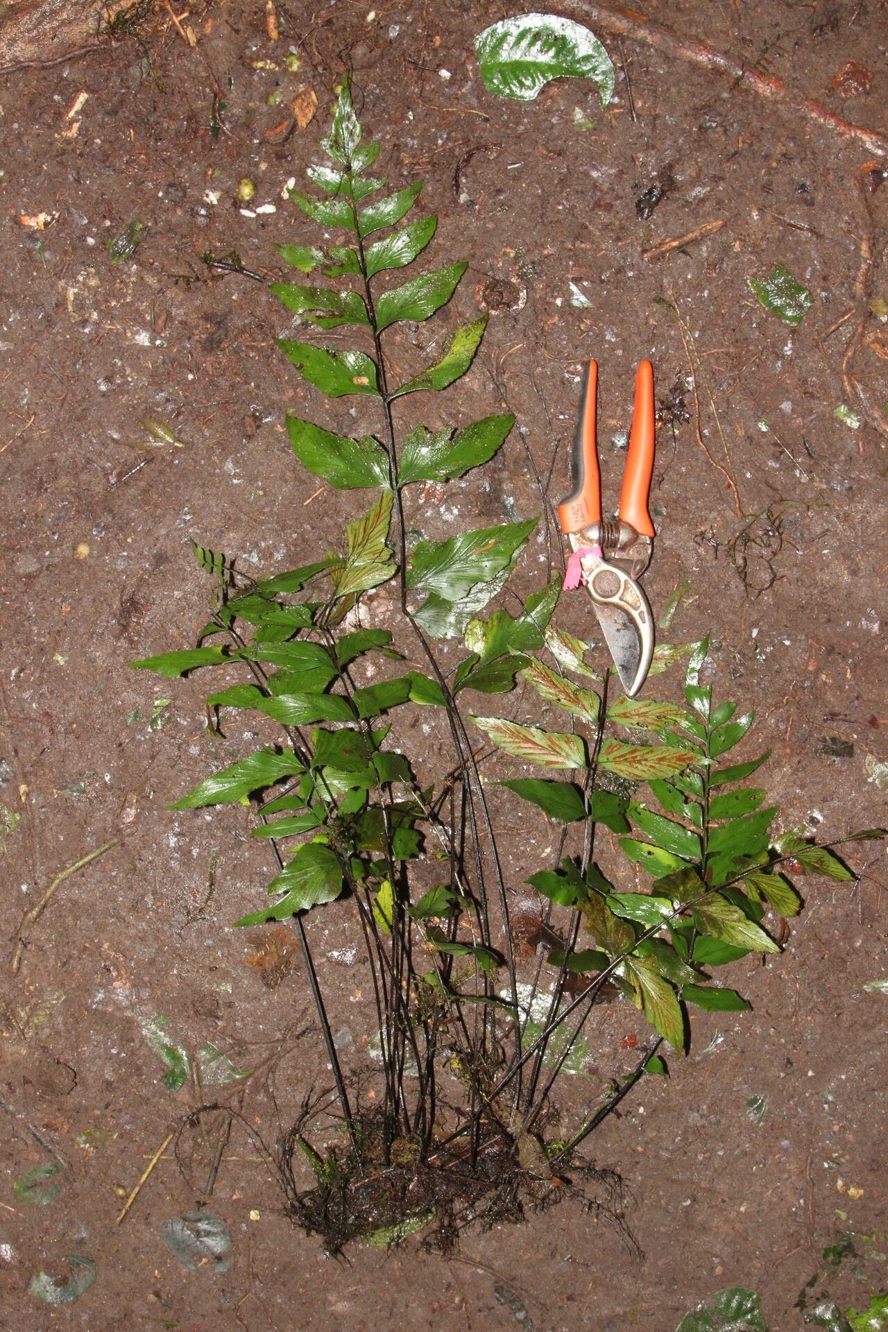 Asplenium gemmascens habit