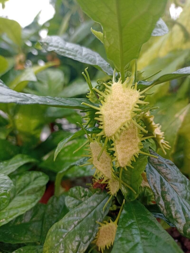 Dorstenia convexa flower