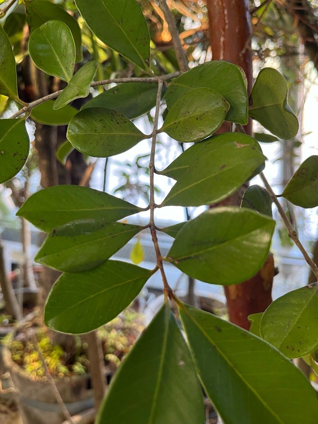 Psidium montanum — search result for 'Psidium'