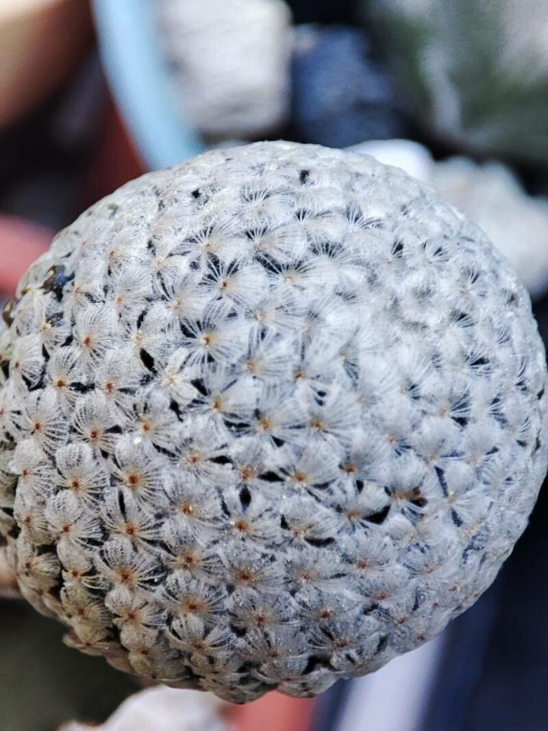 Mammillaria sanchez-mejoradae — houseplant care guide