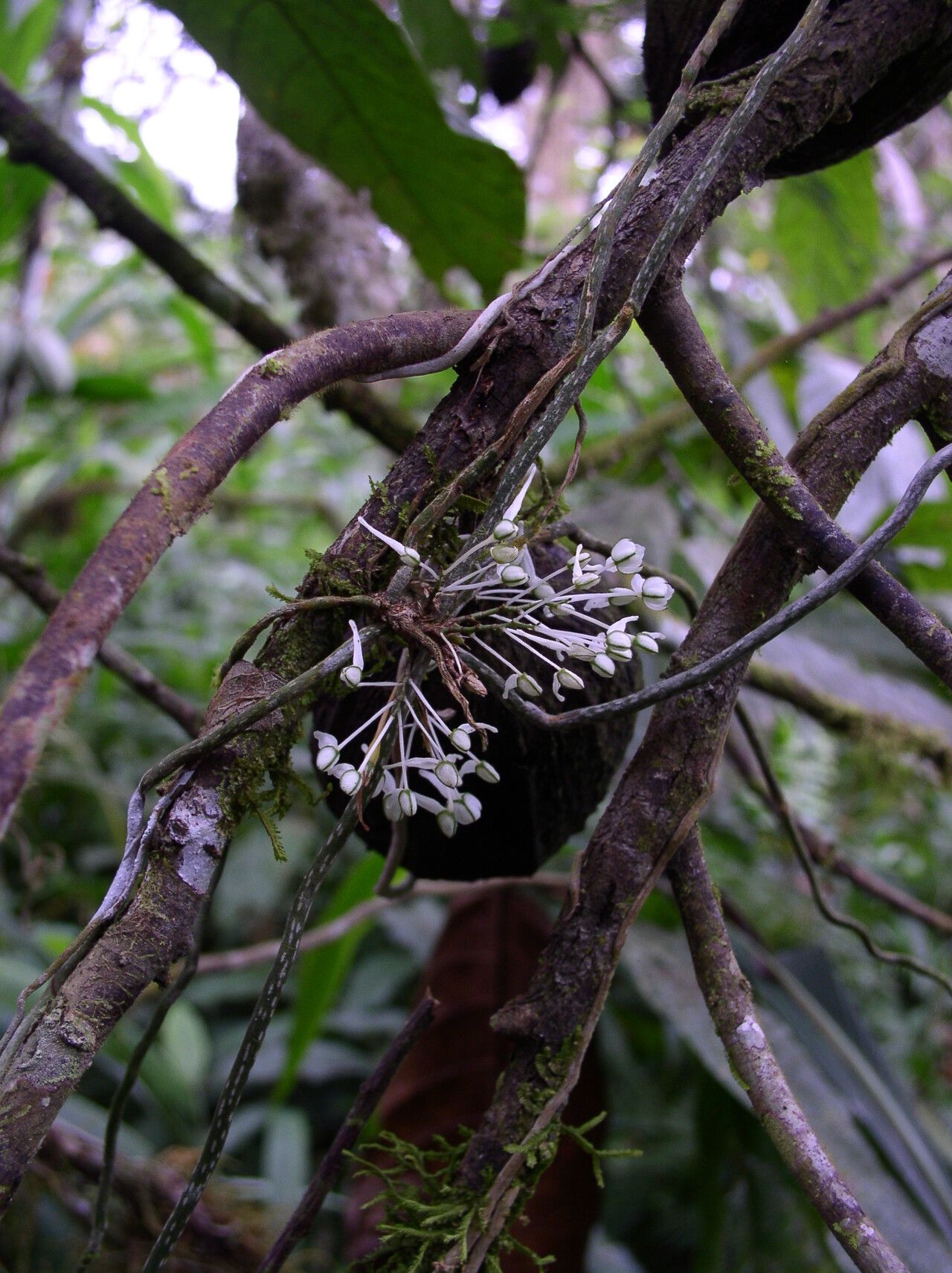 Microcoelia caespitosa habit