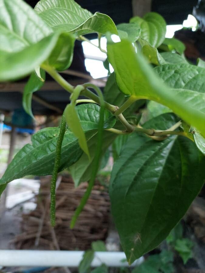 Piper betle fruit