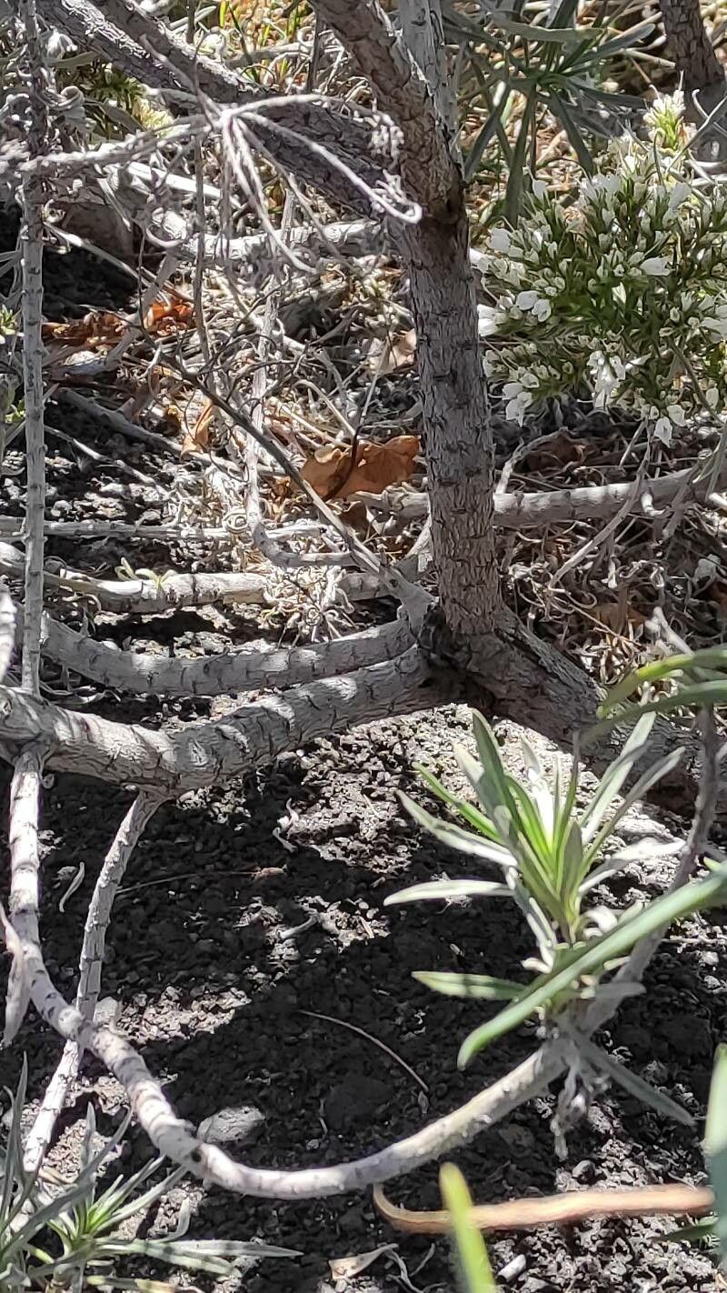 Echium brevirame bark