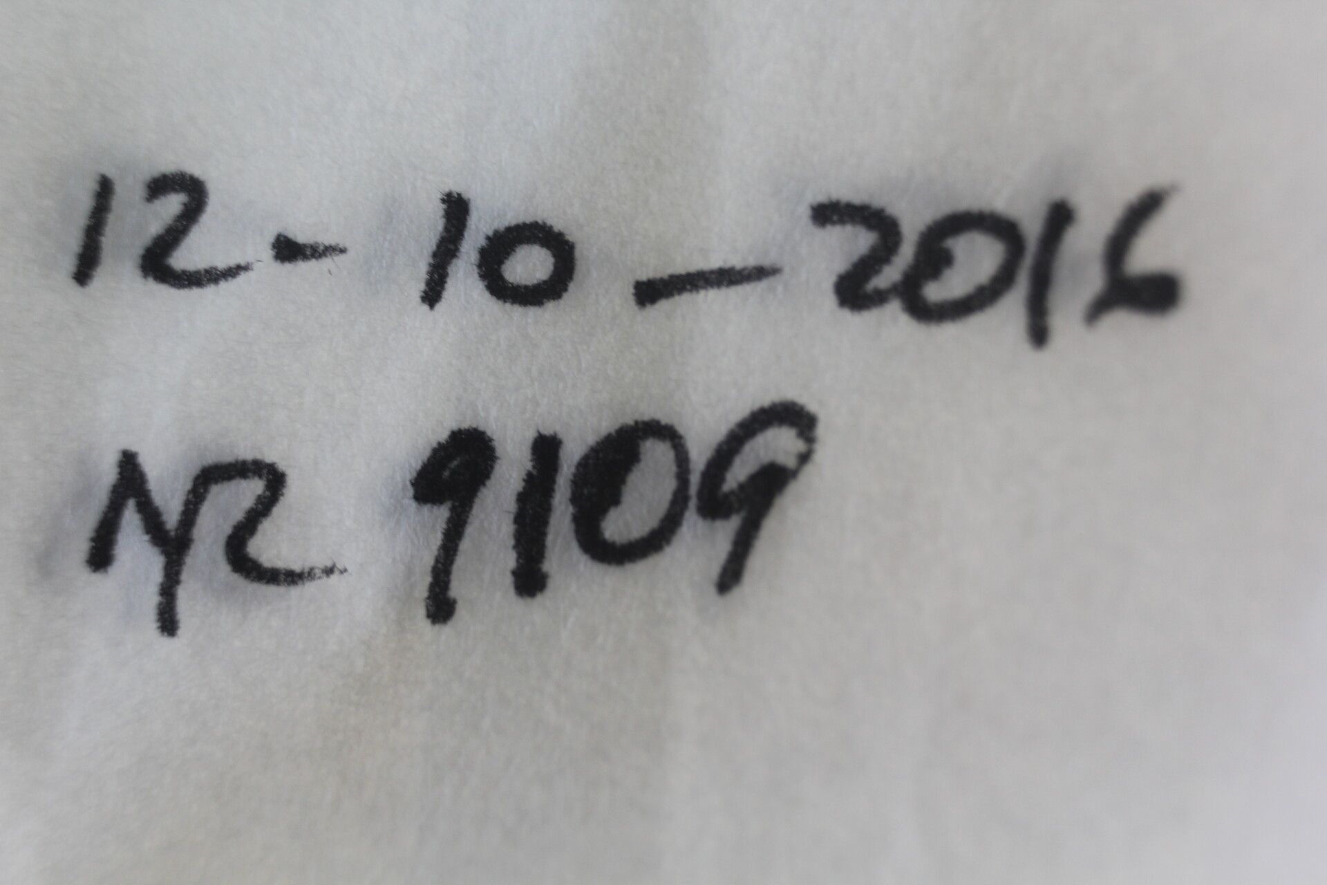 Sloanea laevigata fruit