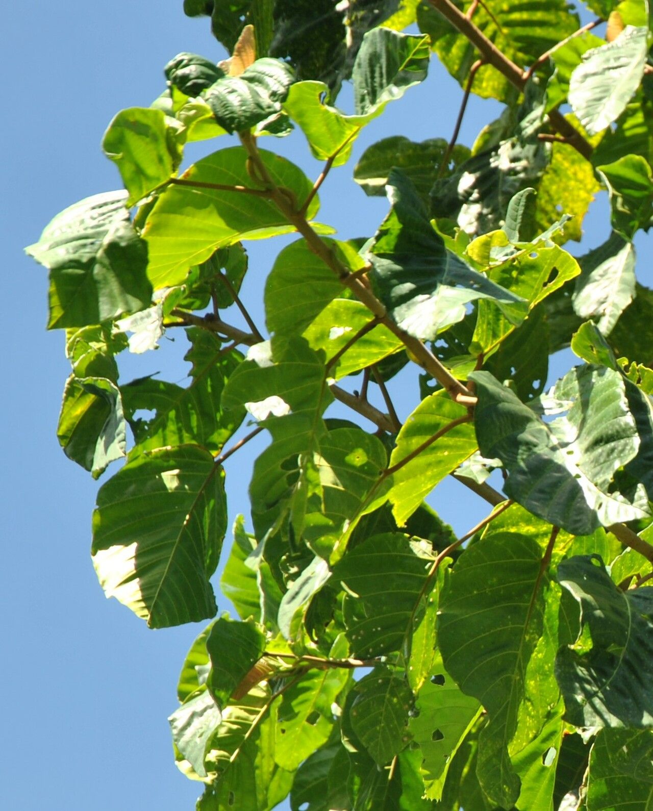 Nauclea orientalis leaf