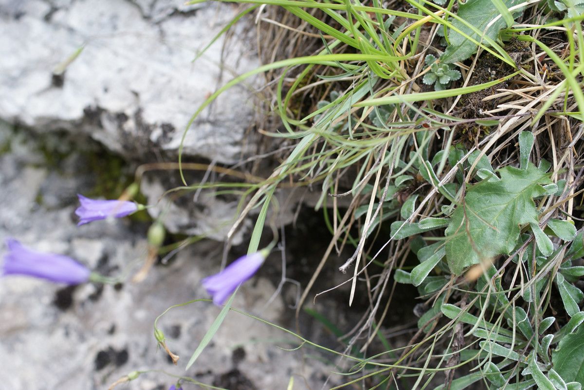 Campanula stenocodon habit