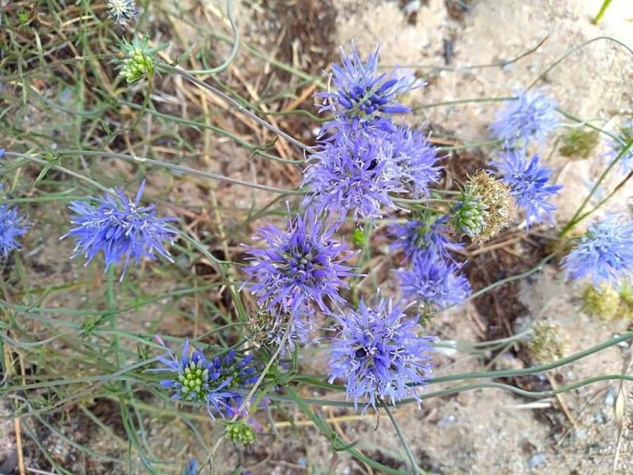 Jasione heldreichii flower