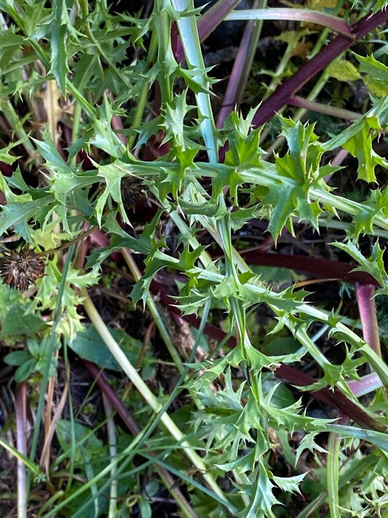 Carlina acaulis — related species from the same genus