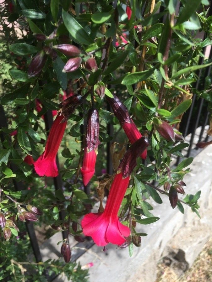 Cantua buxifolia leaf