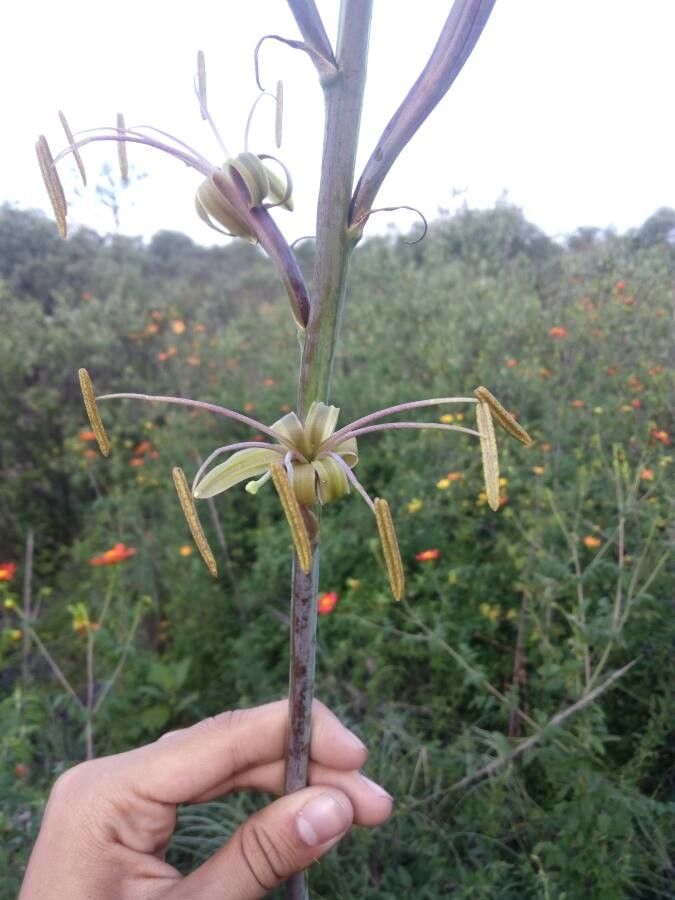 Agave scabra flower