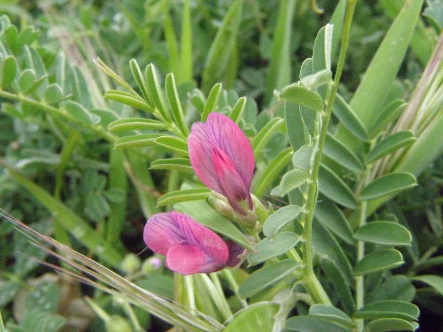 Vicia monantha flower