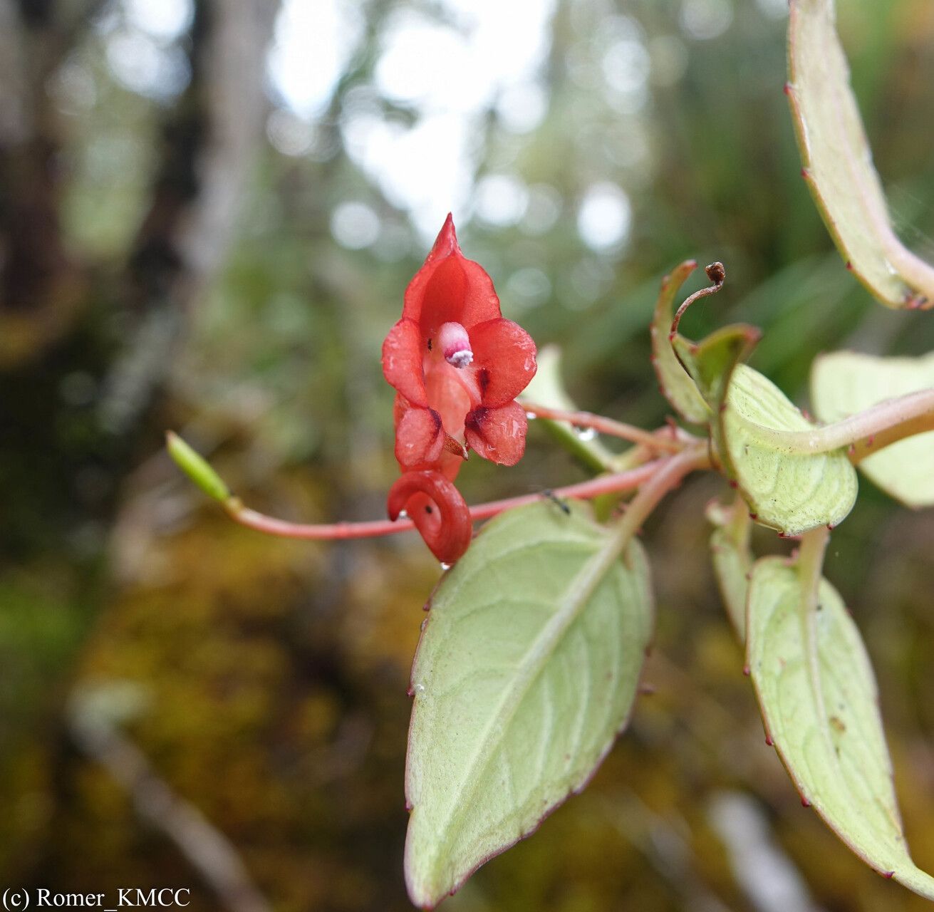 Impatiens renae — houseplant care guide