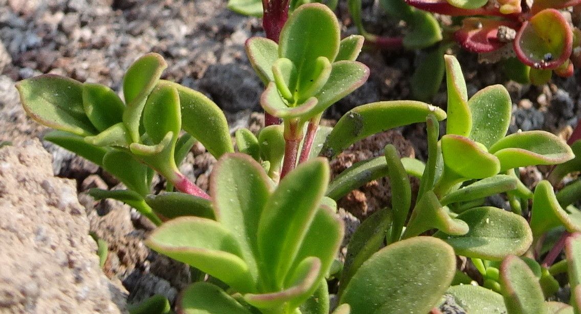 Penstemon davidsonii — search result for 'Penstemon'