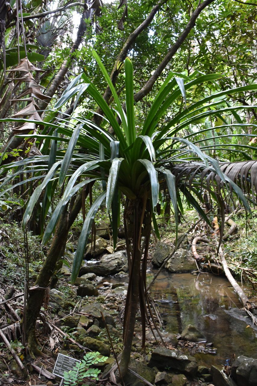 Pandanus iceryi habit