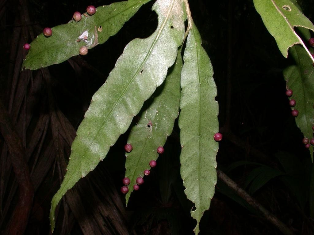 Pseudorhipsalis acuminata — related species from the same genus