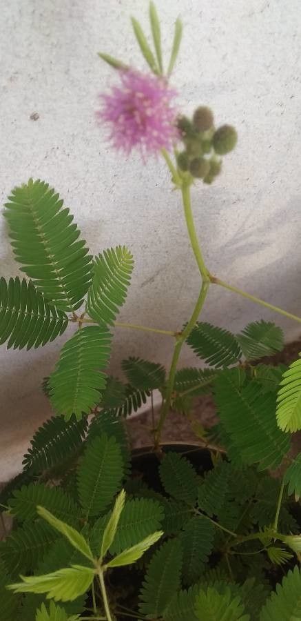 Mimosa sensitiva flower