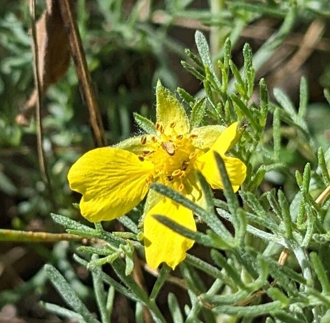 Potentilla multifida flower