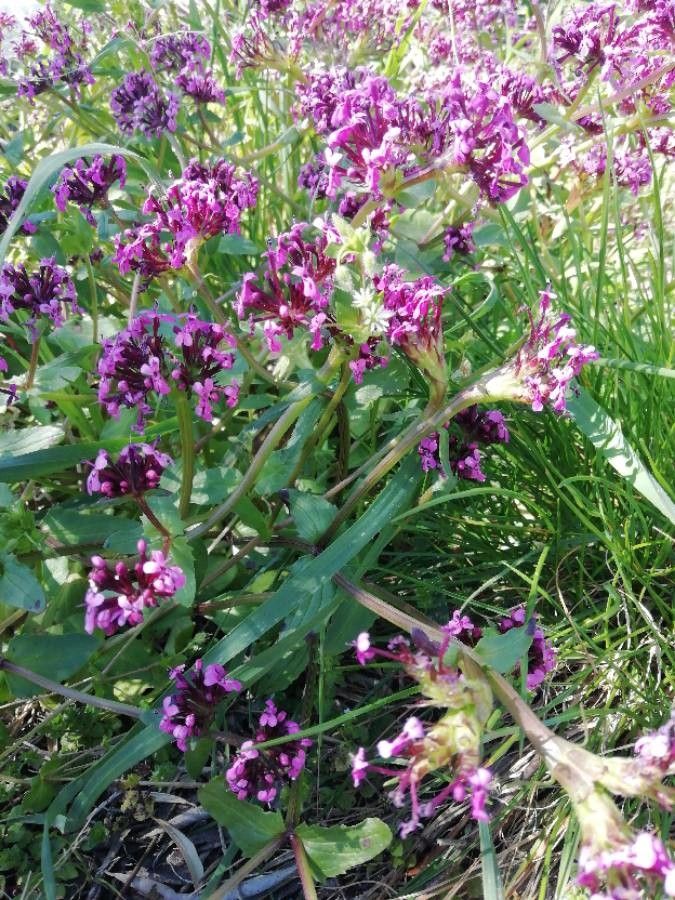 Fedia graciliflora flower