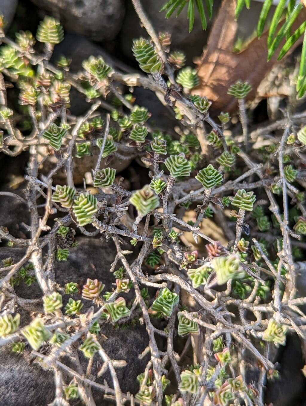 Thymus sipyleus leaf