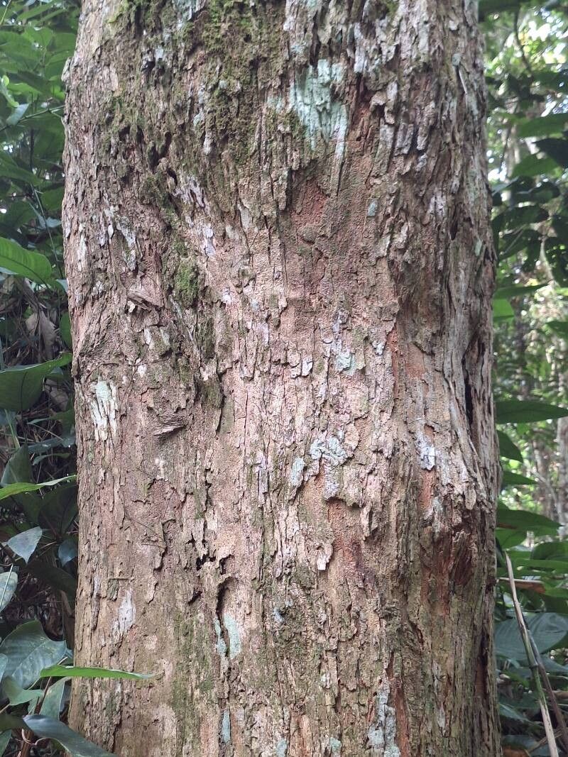 Pterocarpus soyauxii bark