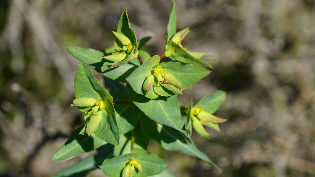 Euphorbia lagascae flower