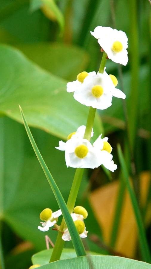 Sagittaria lancifolia flower