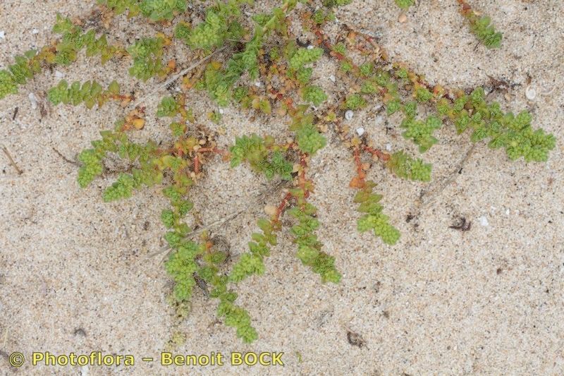 Herniaria maritima bark