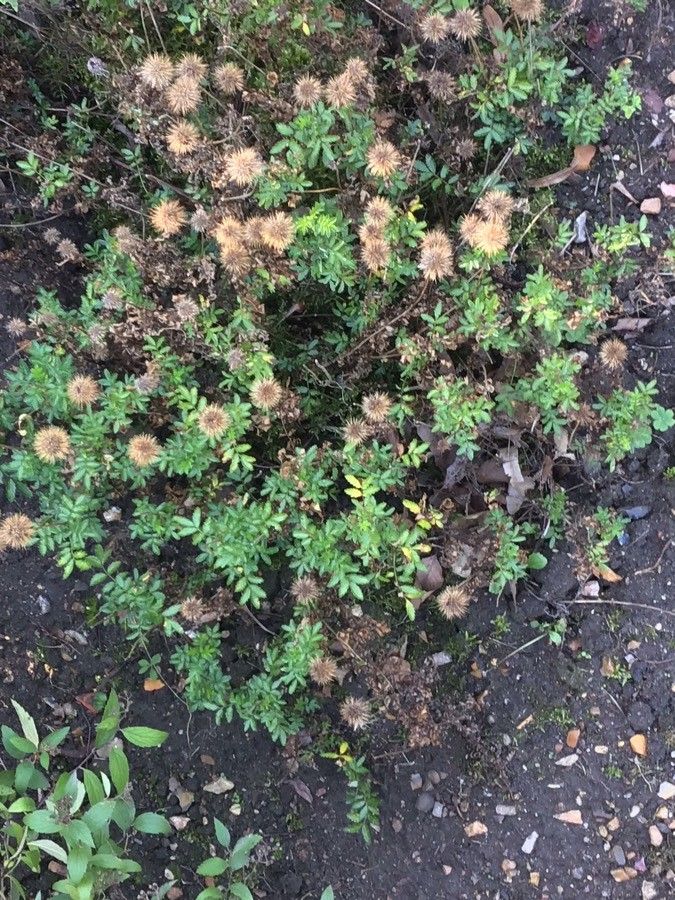 Acaena novae-zelandiae fruit