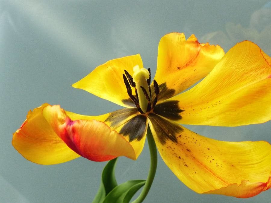 Tulipa raddii flower