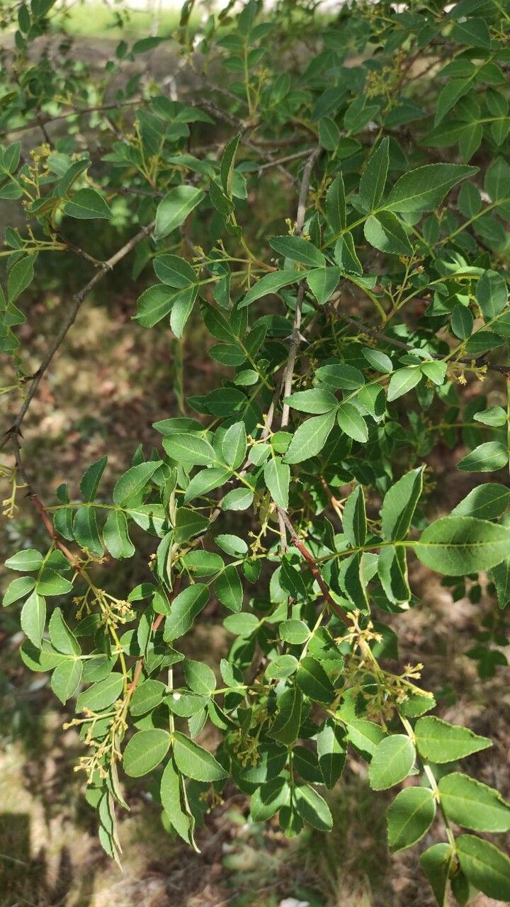 Zanthoxylum Simulans habit