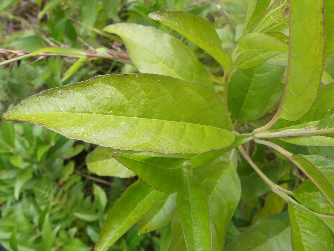 Nuxia pseudodentata leaf
