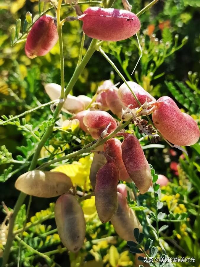 Sphaerophysa salsula flower
