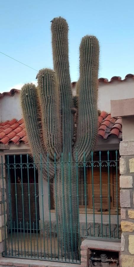 Echinopsis terscheckii bark