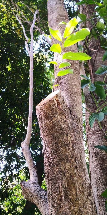 Hydnocarpus anthelminthicus bark