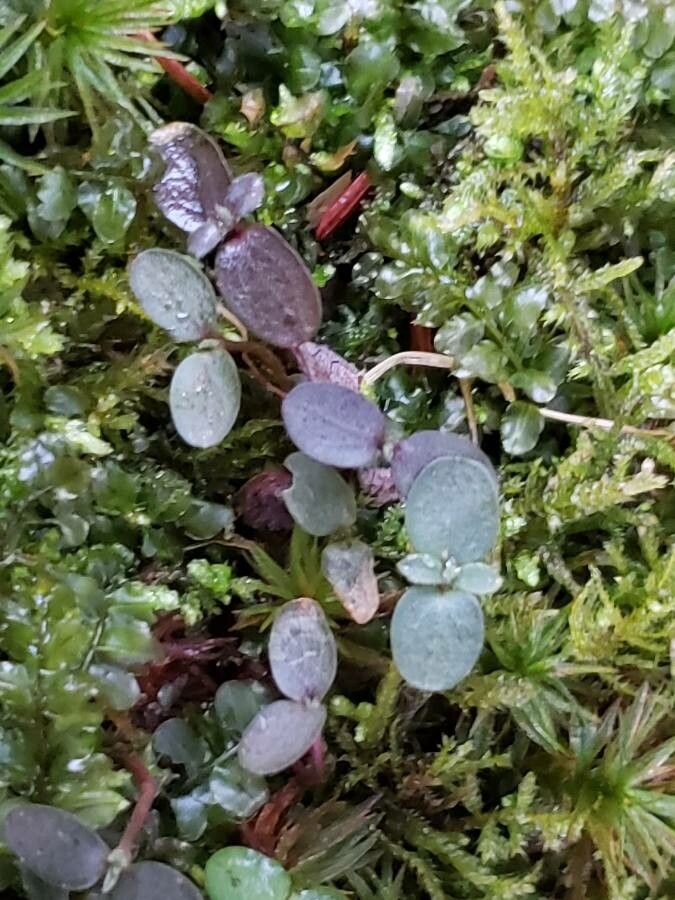 Chamaesyce serpens — search result for 'Euphorbiaceae'