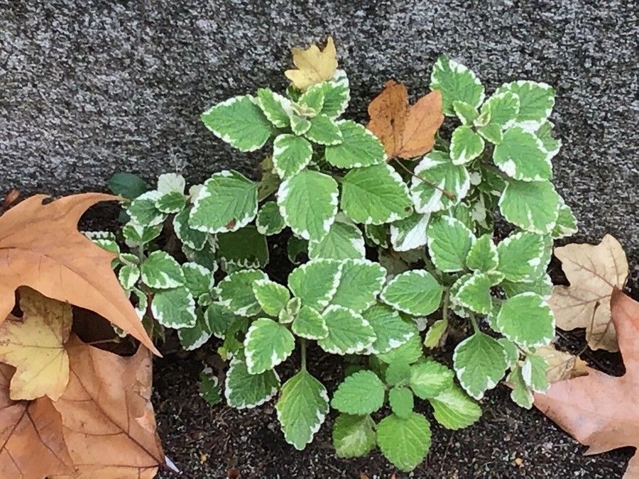 Plectranthus forsteri — search result for 'Plectranthus'