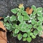 Plectranthus forsteri