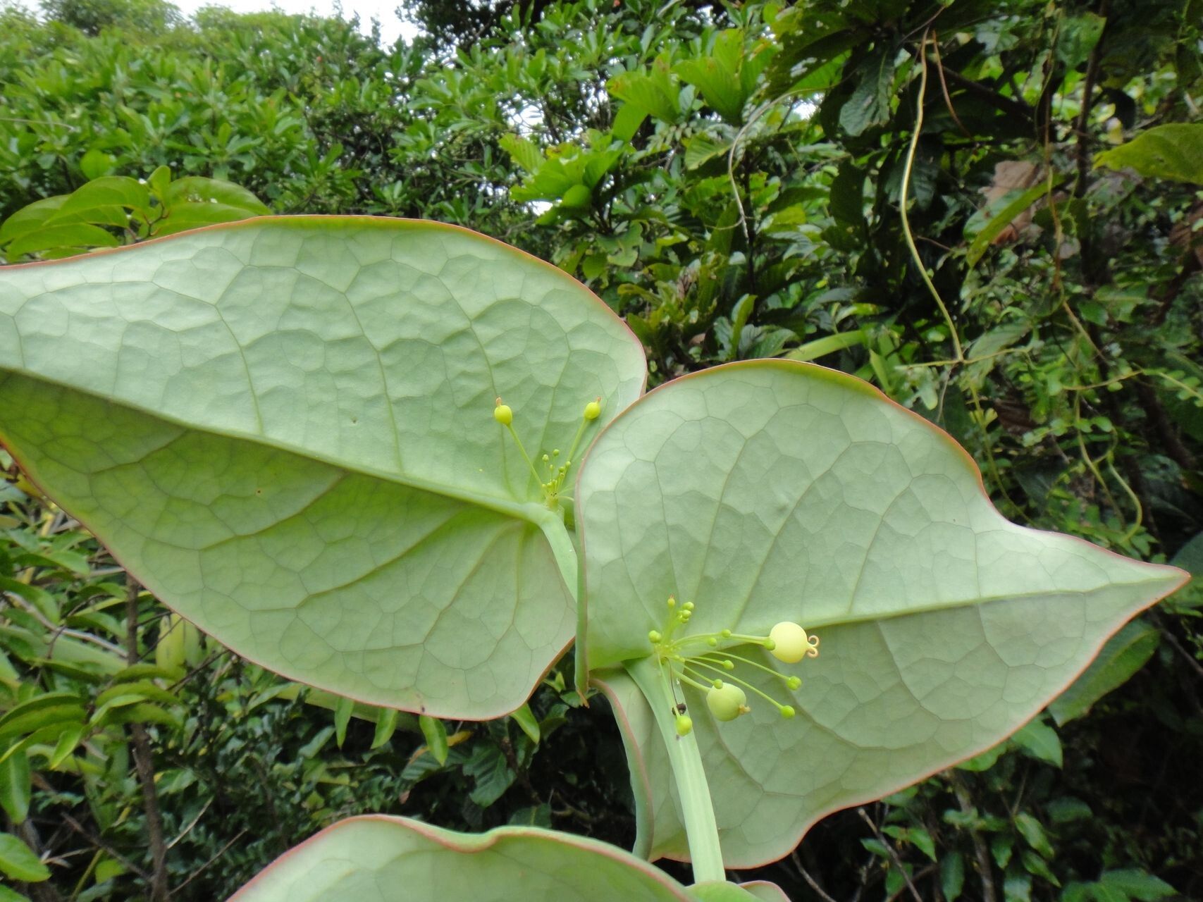 Phyllanthus trichopodus leaf