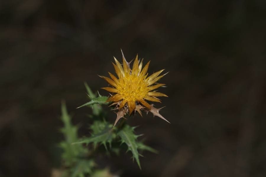 Carlina hispanica — search result for 'Carlina'