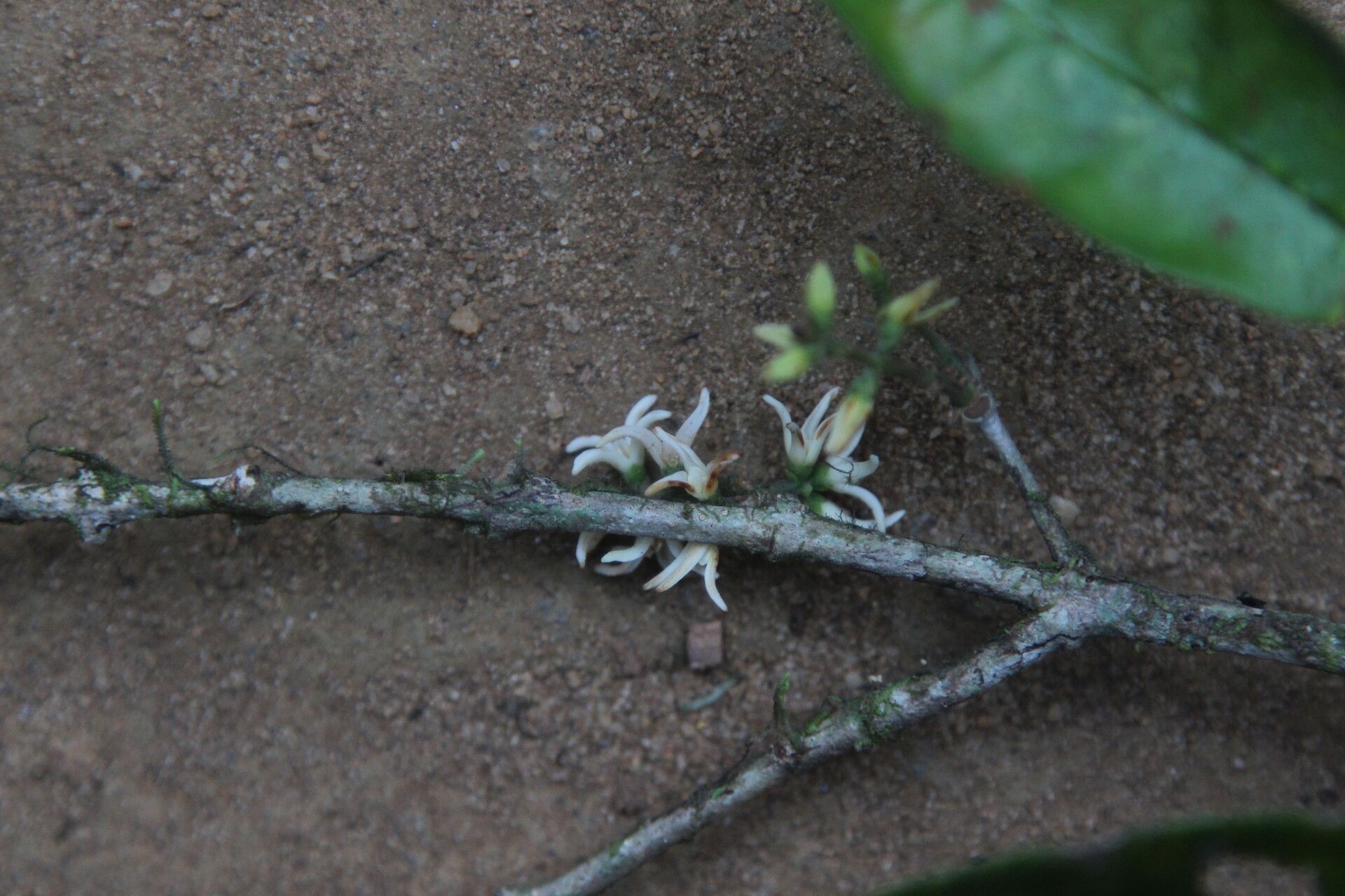 Noronhia africana flower