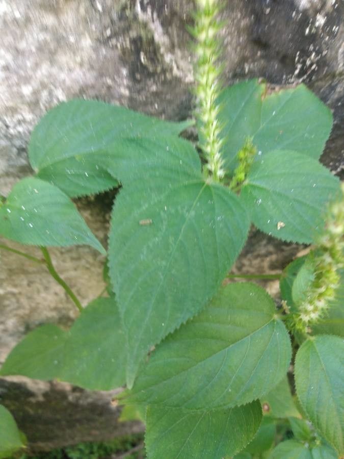Acalypha polystachya leaf