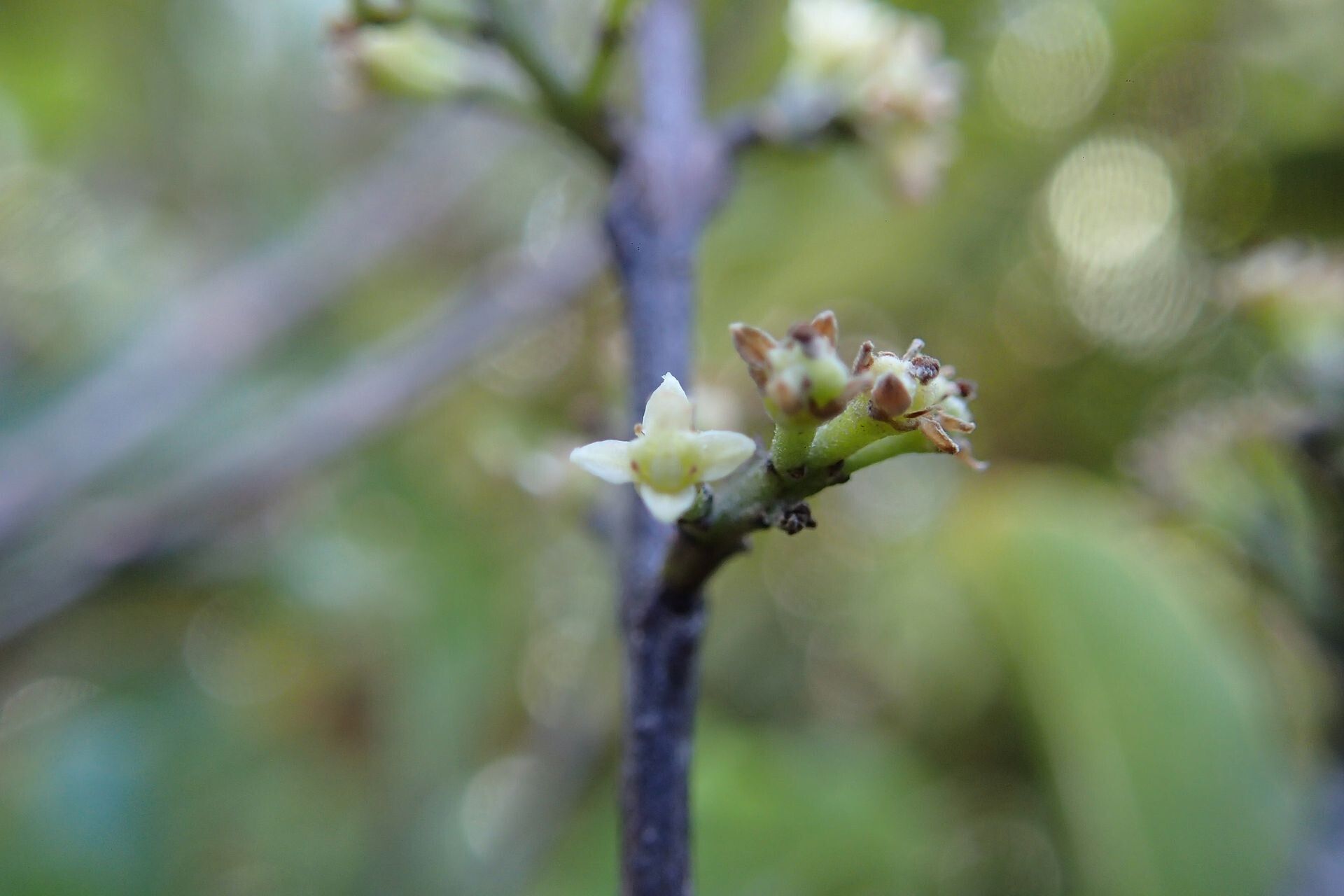 Sarcomelicope follicularis — related species from the same genus