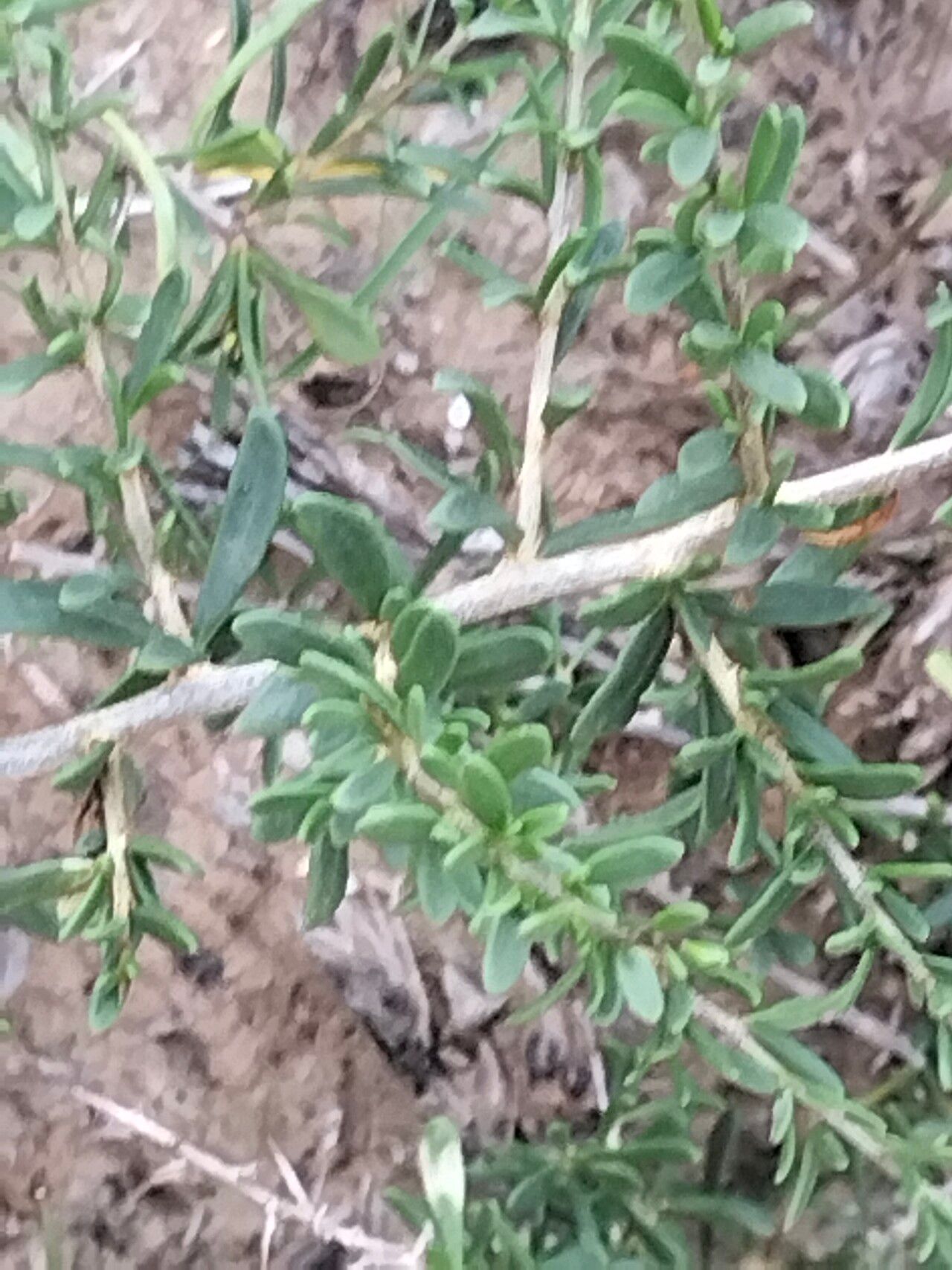 Lycium cinereum bark