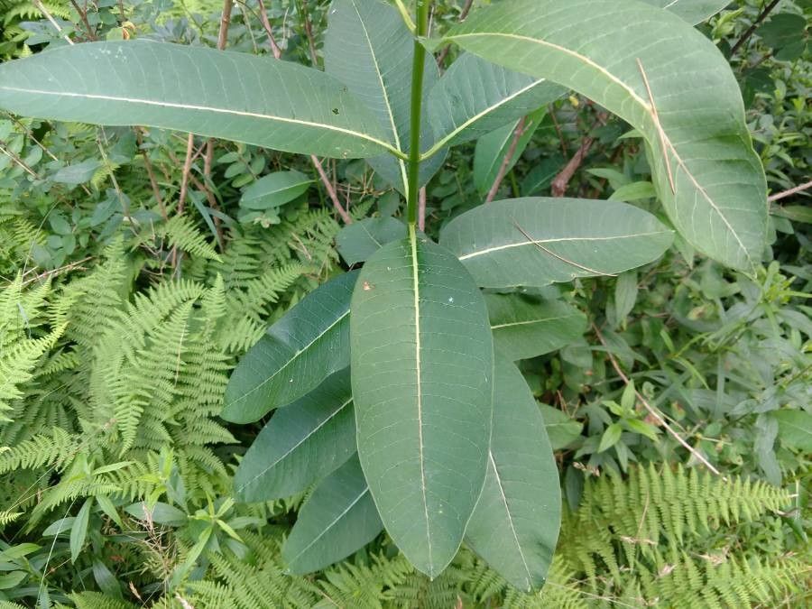 Asclepias variegata leaf